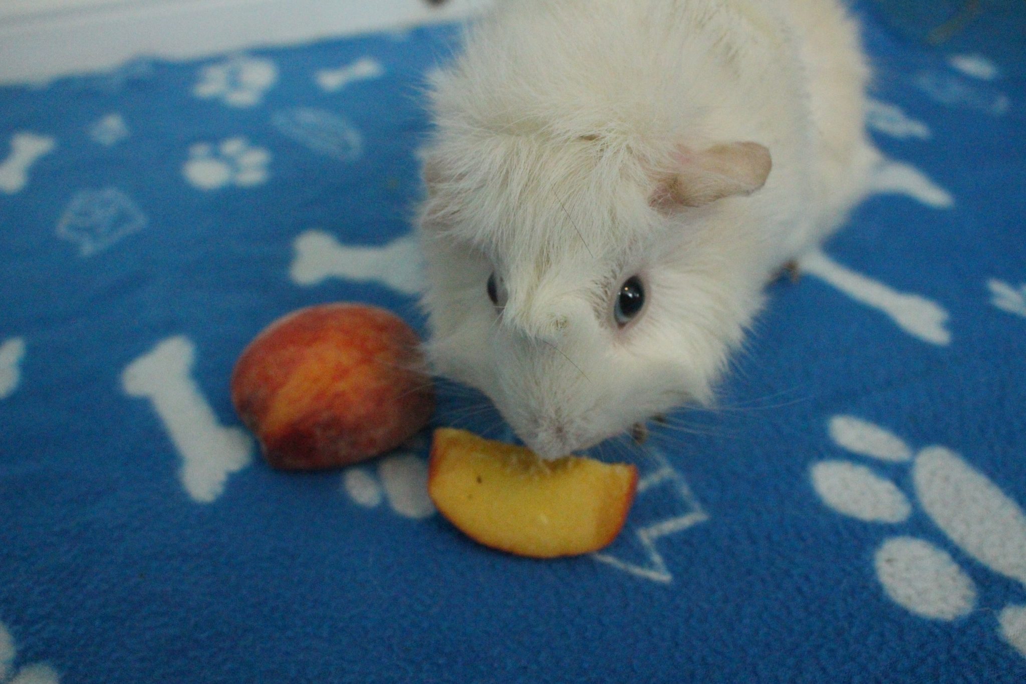 21 Low Calcium Foods For Guinea Pigs Precisely Pets