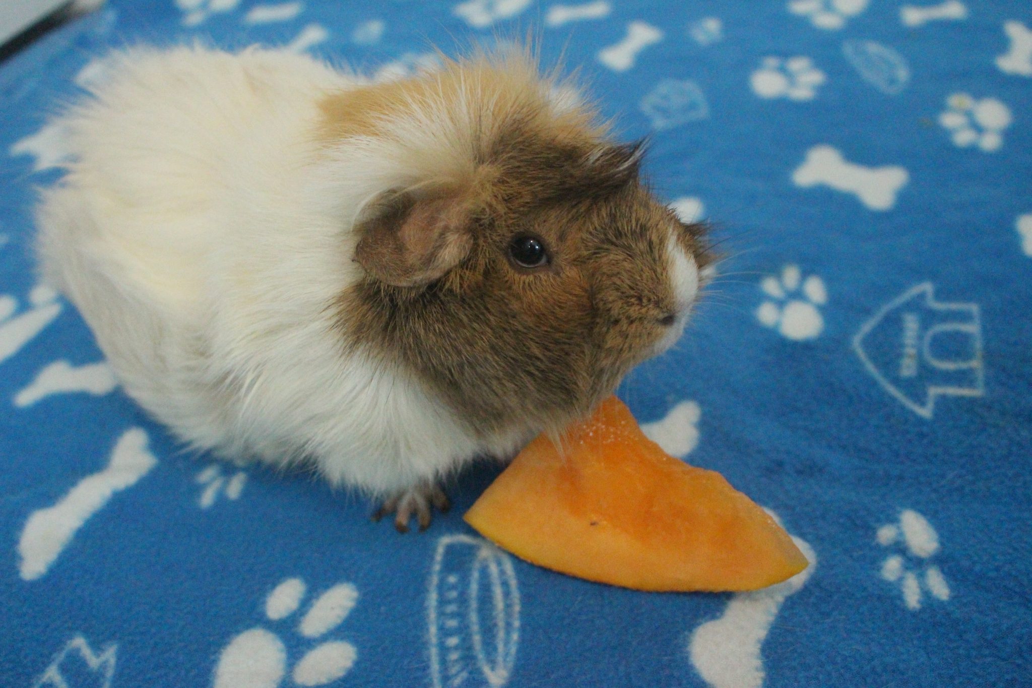 Photo inspiration: 15 Favorite Foods That Guinea Pigs Love Photo Inspiration