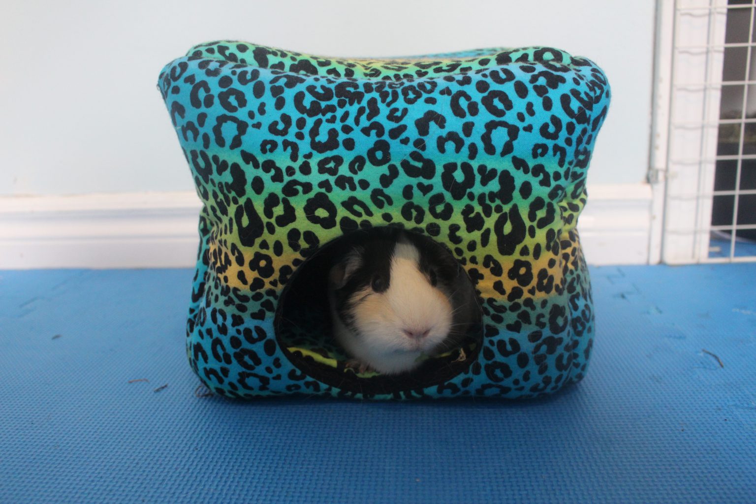 How To Comfort A Dying Guinea Pig (Signs And What To Do) Precisely Pets