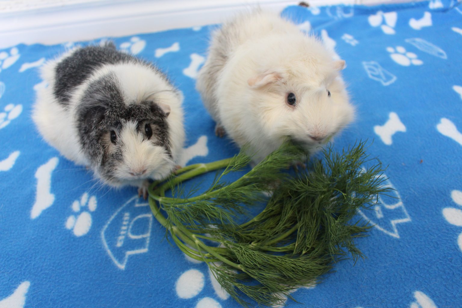 Complete List Of Herbs That Guinea Pigs Can Eat (And Dangerous Herbs To
