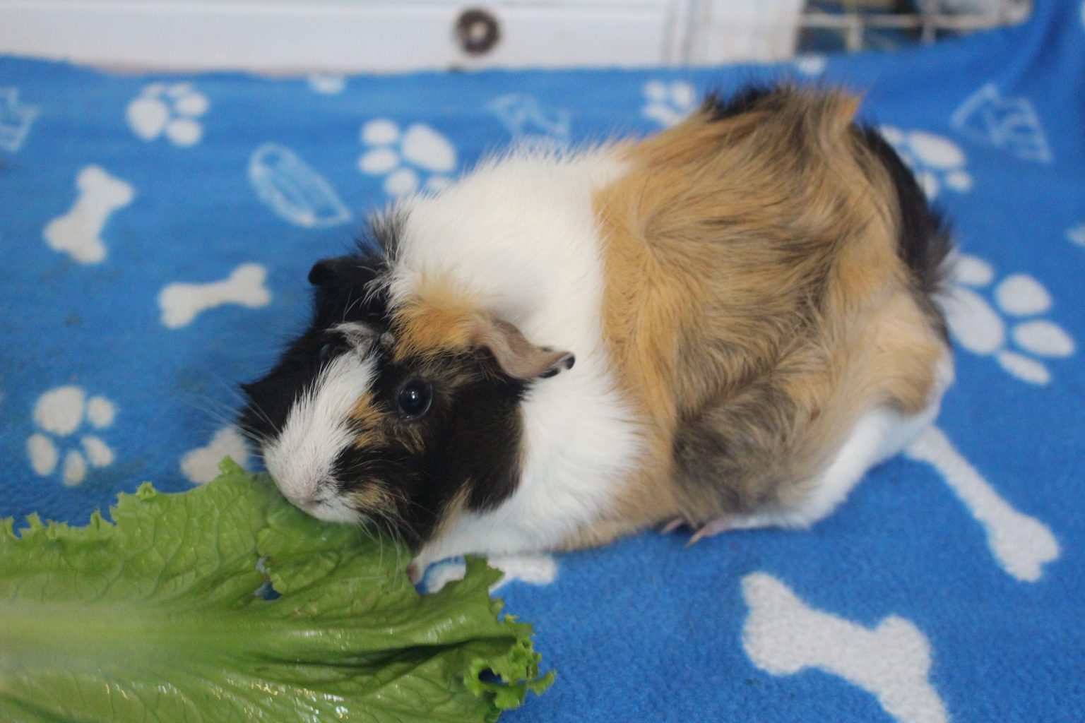 Why Do Guinea Pigs Chatter Their Teeth? (Anger, Fear, And Other Reasons) Precisely Pets