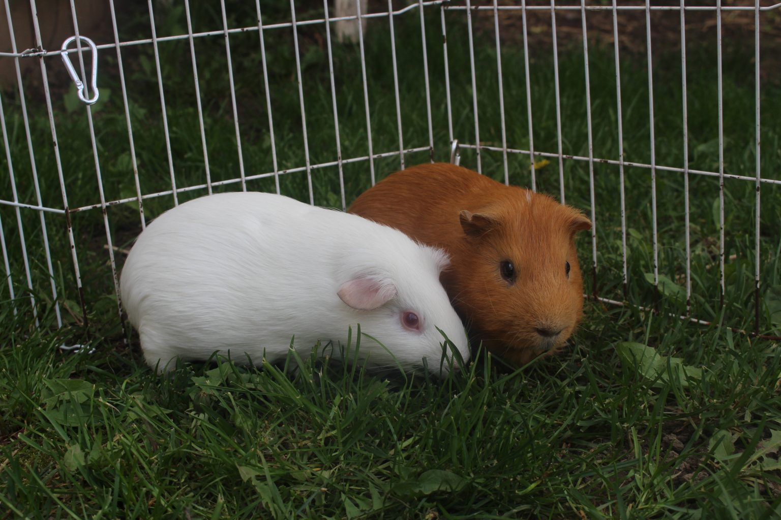View of 10 Foods You Can Feed Your Guinea Pig Daily - Precisely Pets