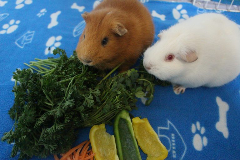 45 Foods Your Guinea Pig Should Not Eat (Dangers, Toxic Foods And