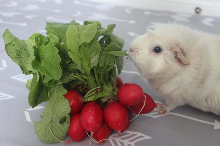 Stunning Can Guinea Pigs Eat Radishes Wallpaper Art Stunning Can Guinea Pigs Eat Radishes Wallpaper Art