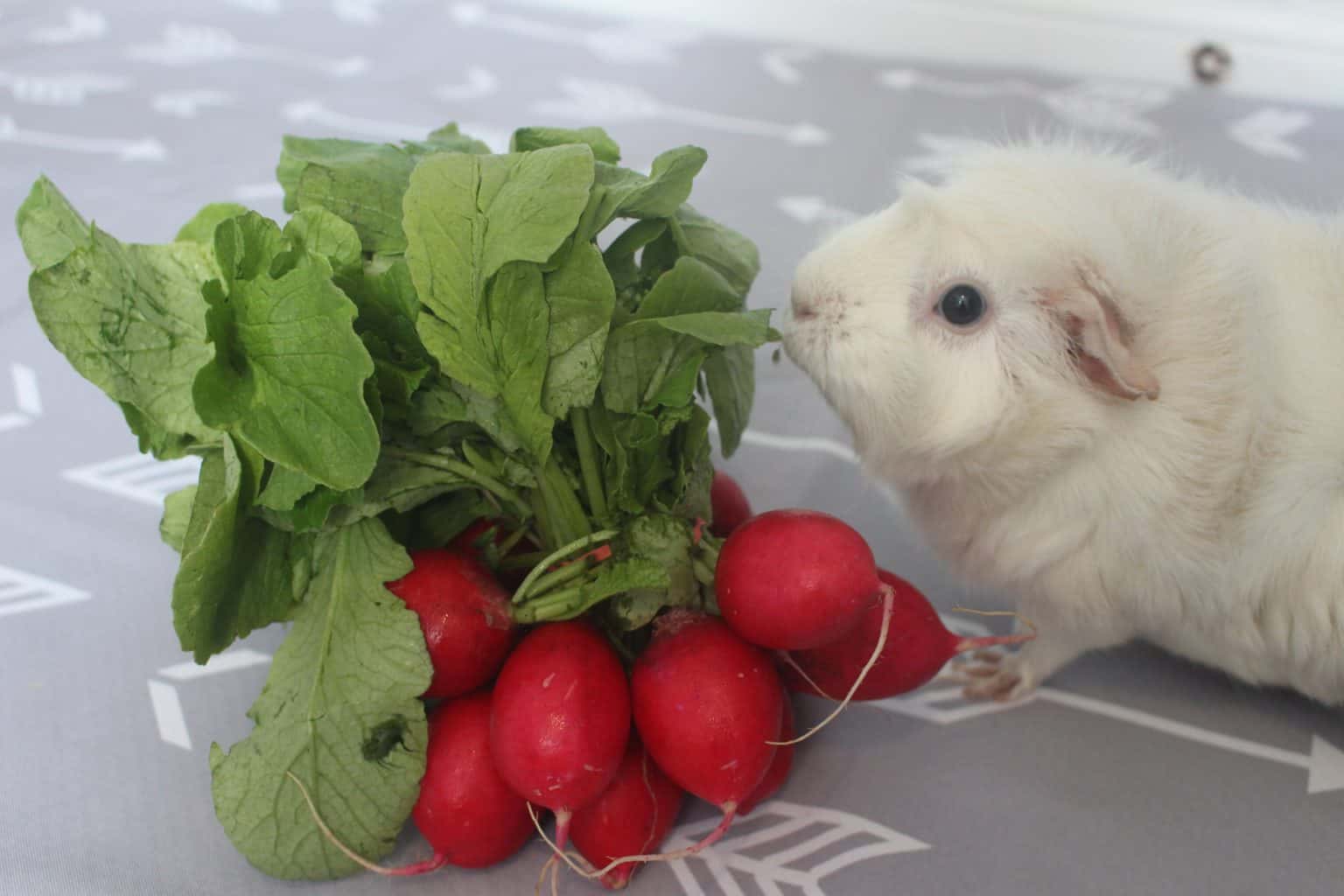 Can Guinea Pigs Eat Radish? (Greens, Root...) How Much Is Safe
