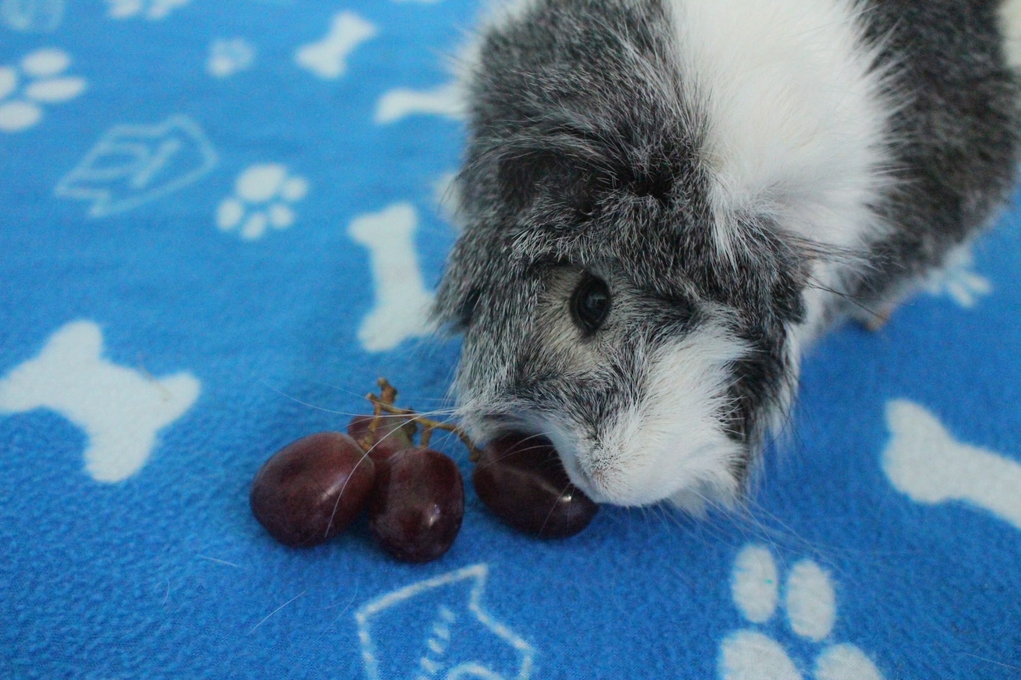 Image showcasing 15 Favorite Foods That Guinea Pigs Love - Precisely Pets