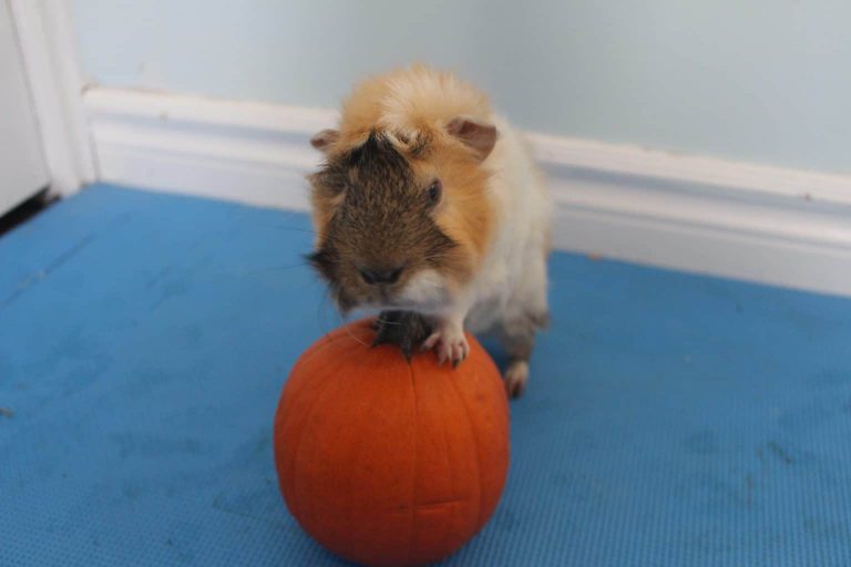 21 Low Calcium Foods For Guinea Pigs Precisely Pets