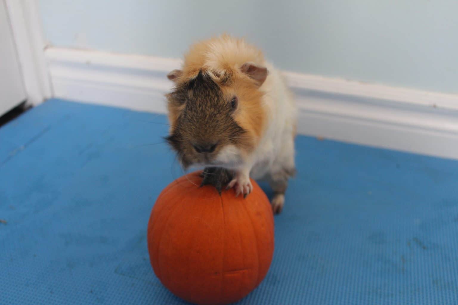 Image showcasing 21 Low Calcium Foods For Guinea Pigs - Precisely Pets