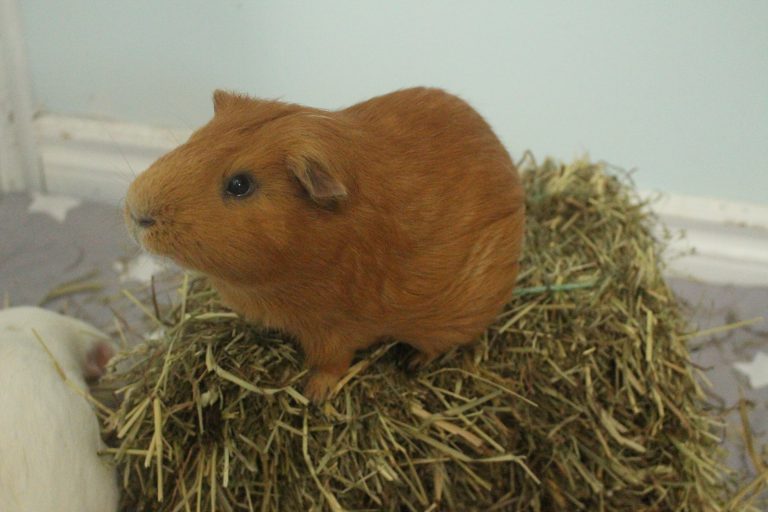 10 Foods You Can Feed Your Guinea Pig Daily Precisely Pets