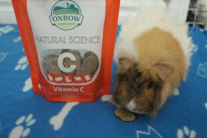 Image showcasing 10 Foods You Can Feed Your Guinea Pig Daily - Precisely Pets