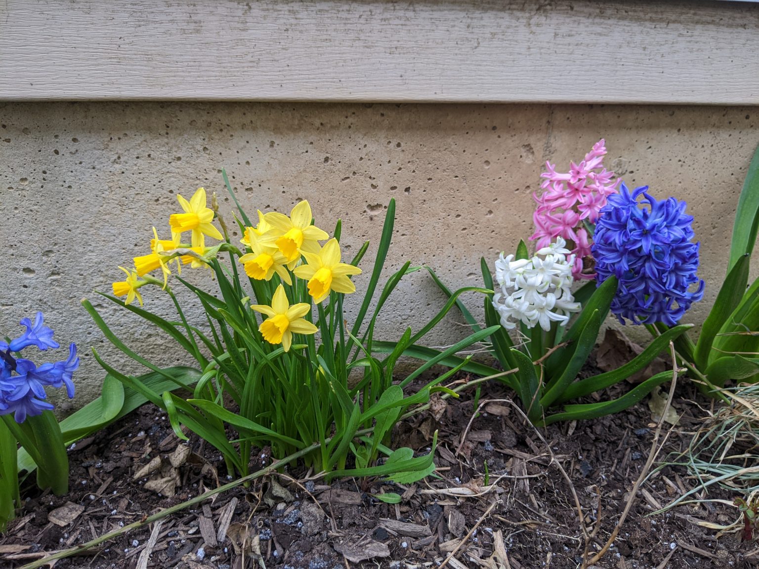 Complete List Of Herbs That Guinea Pigs Can Eat (And Dangerous Herbs To