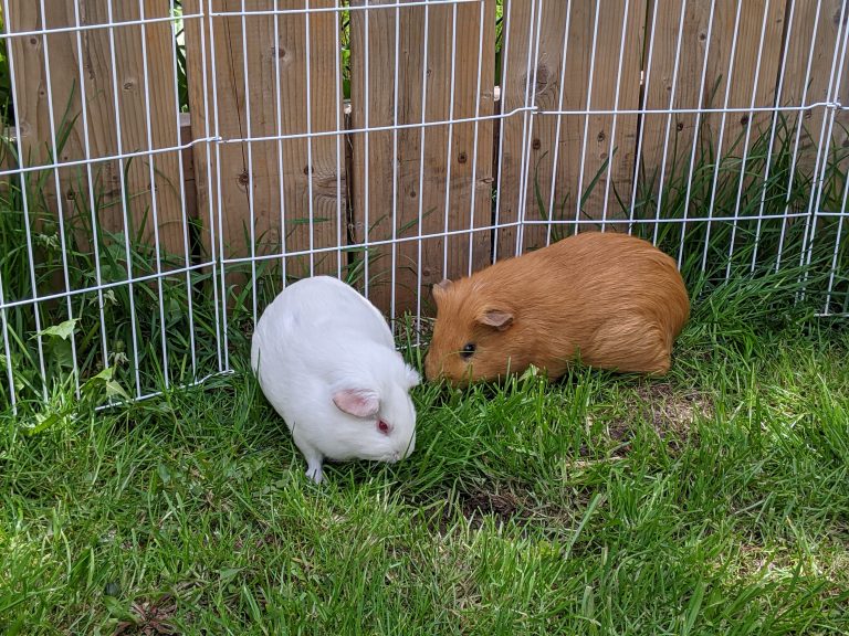 45 Foods Your Guinea Pig Should Not Eat (Dangers, Toxic Foods And