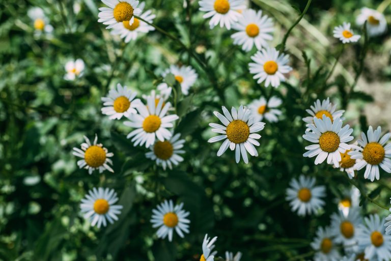 Complete List Of Herbs That Guinea Pigs Can Eat (And Dangerous Herbs To ...