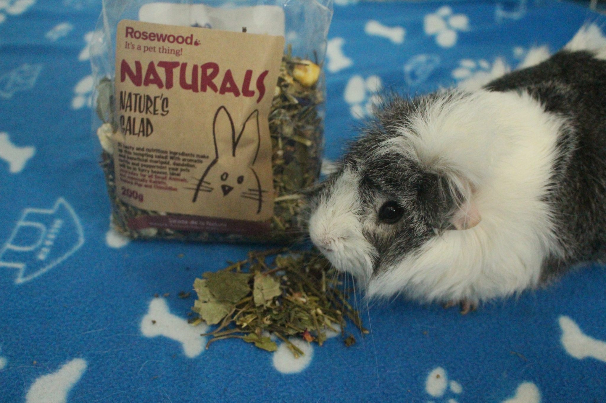 Complete List Of Herbs That Guinea Pigs Can Eat (And Dangerous Herbs To