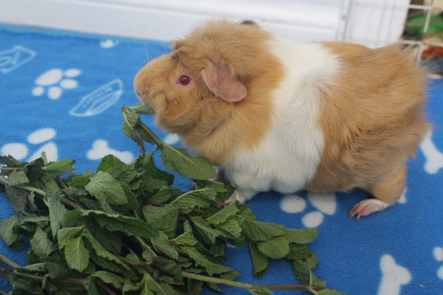 Complete List Of Herbs That Guinea Pigs Can Eat (And Dangerous Herbs To