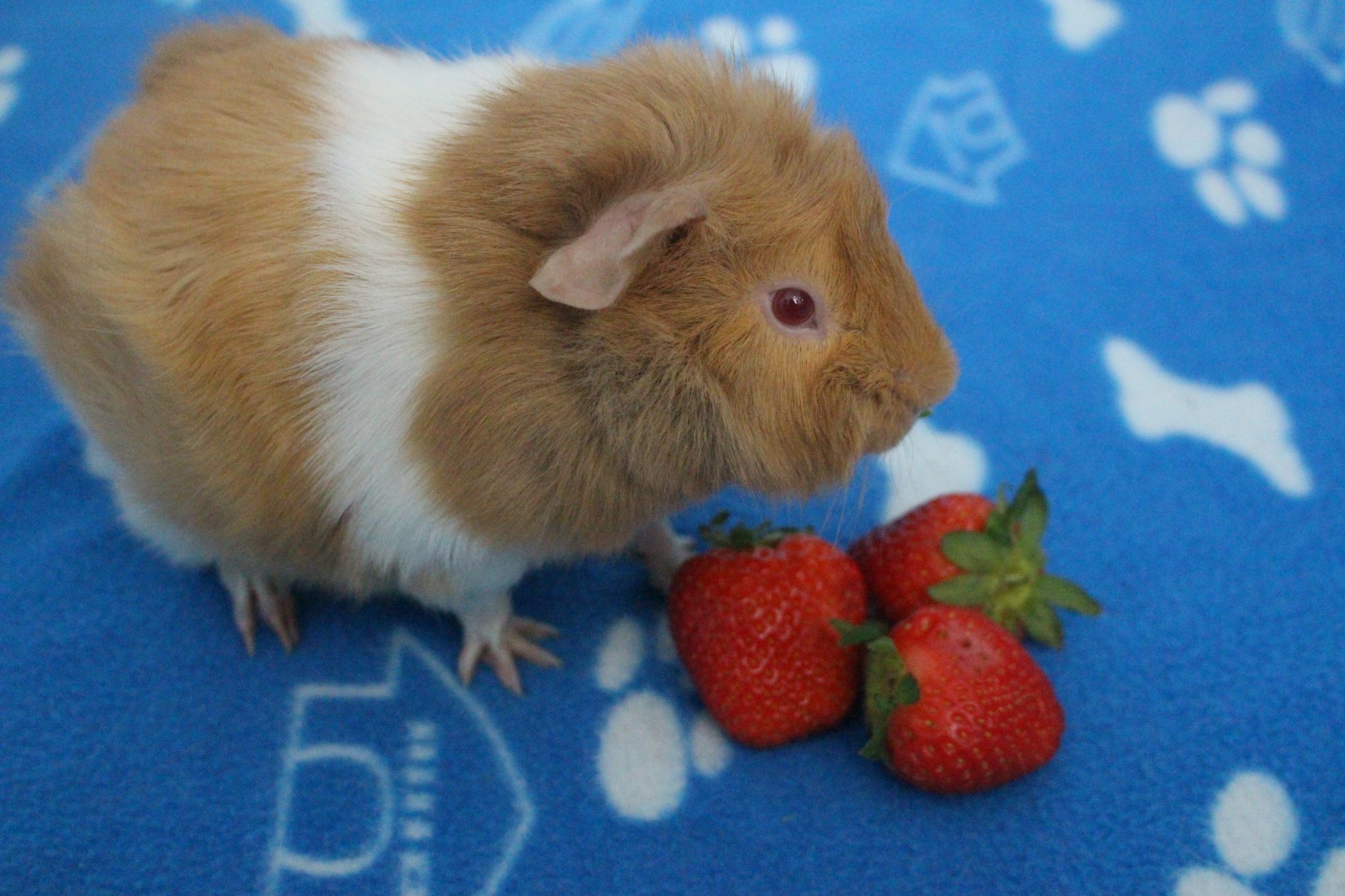 Fruits That Guinea Pigs Can Eat Complete List (And What To Avoid