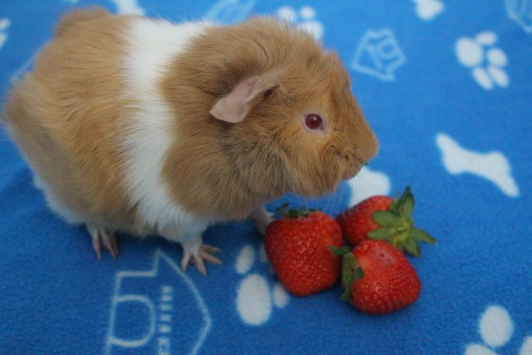 15 Favorite Foods That Guinea Pigs Love Precisely Pets