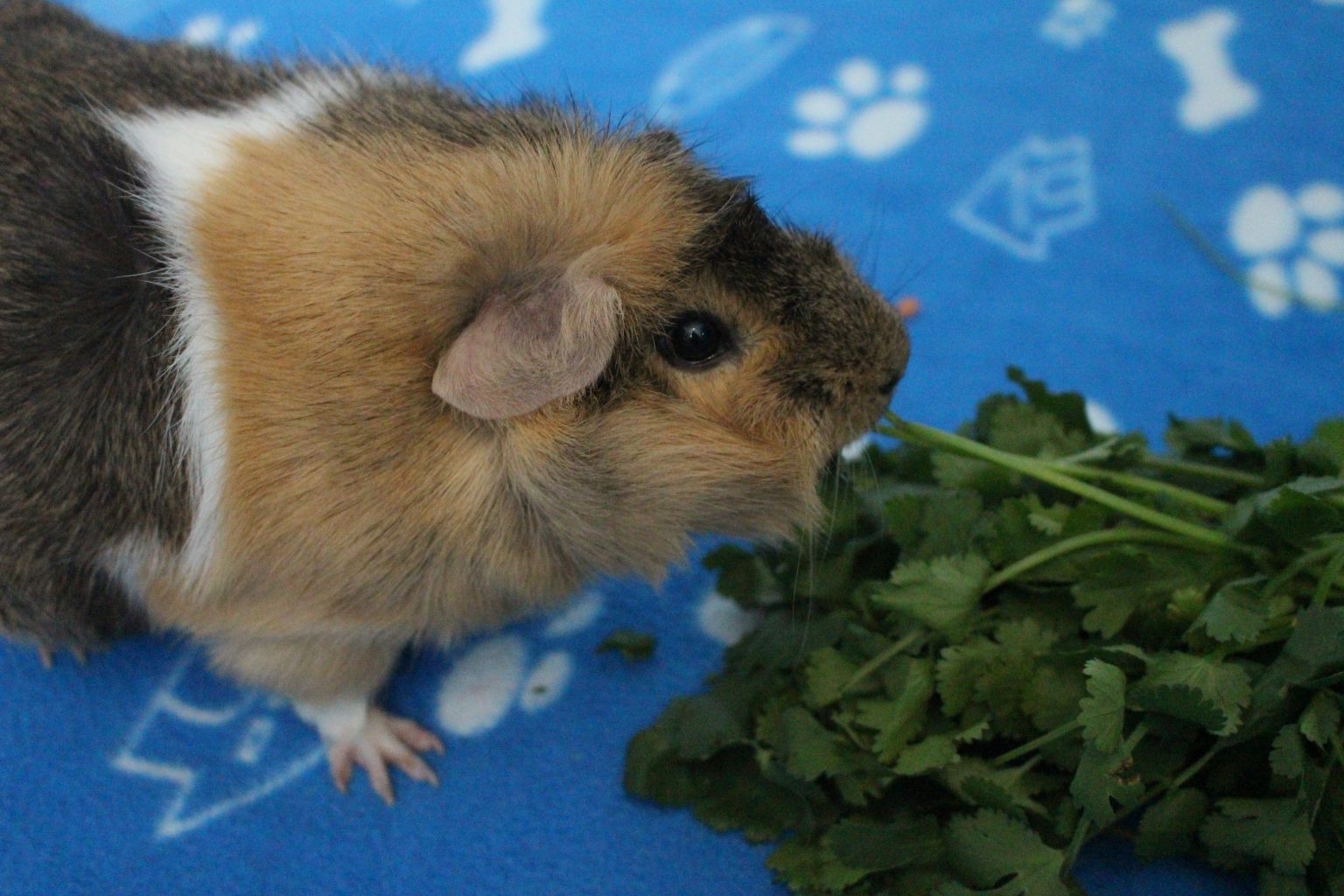 15 Favorite Foods That Guinea Pigs Love - Precisely Pets