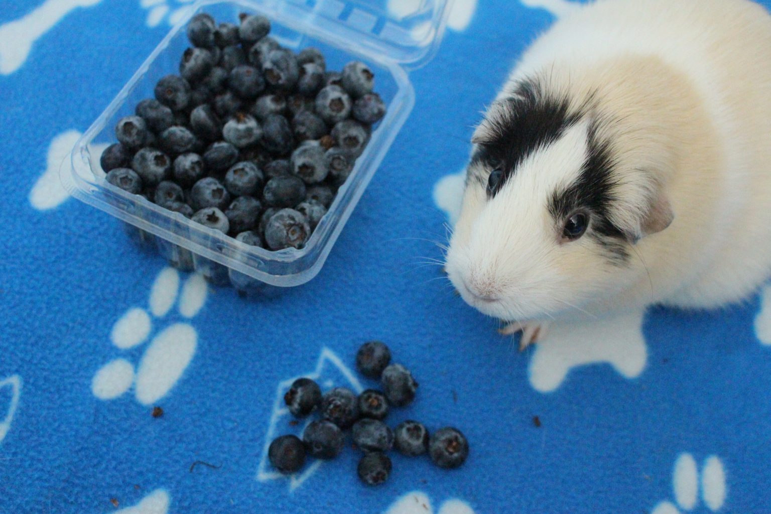 Fruits That Guinea Pigs Can Eat Complete List (And What To Avoid