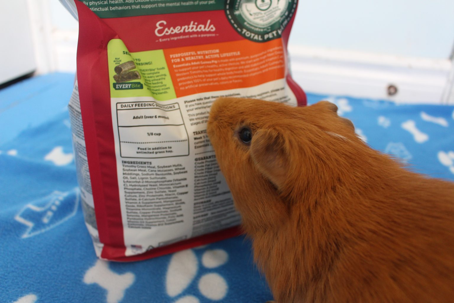 17 Foods For Guinea Pigs That Are High In Vitamin C Precisely Pets