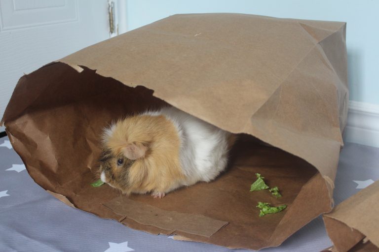 New Guinea Pig Supply Checklist Things You Need For A New Guinea Pig new-guinea-pig-supply-checklist-things-you-need-for-a-new-guinea-pig