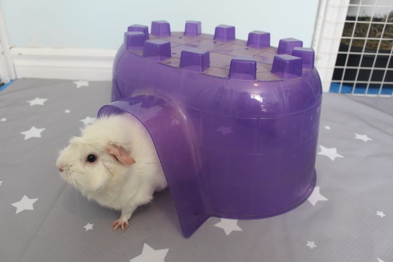 New Guinea Pig Supply Checklist (Things You Need For A New Guinea Pig