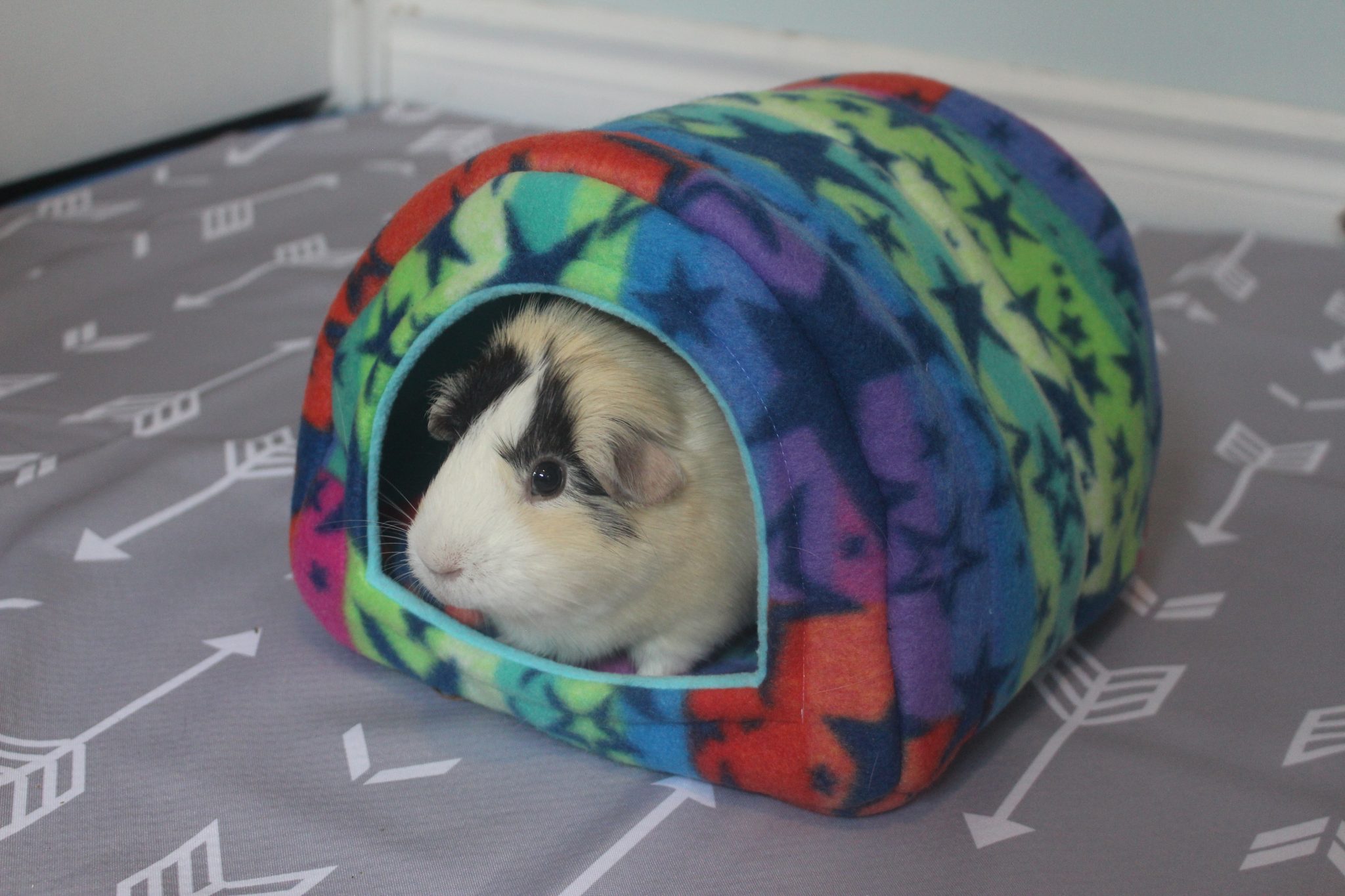 New Guinea Pig Supply Checklist (Things You Need For A New Guinea Pig