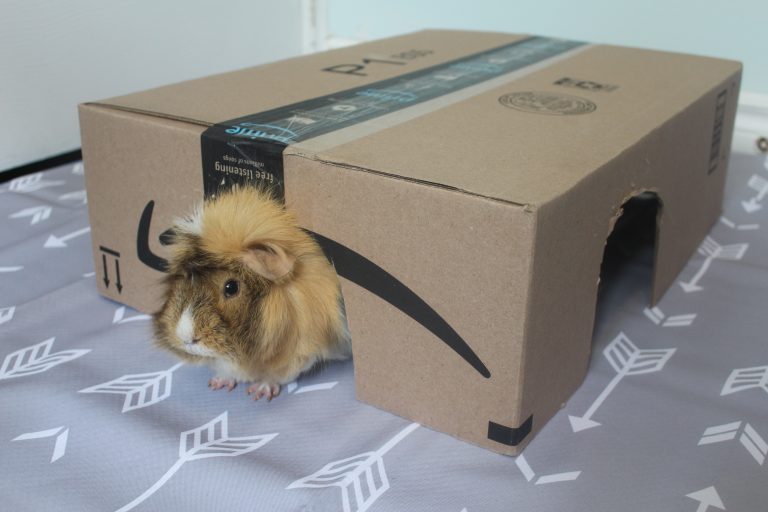 Guinea Pig Enrichment Ideas & Toys Precisely Pets