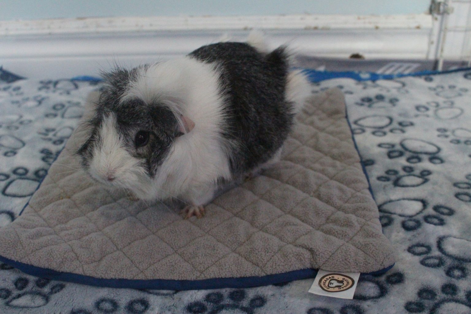 New Guinea Pig Supply Checklist (Things You Need For A New Guinea Pig