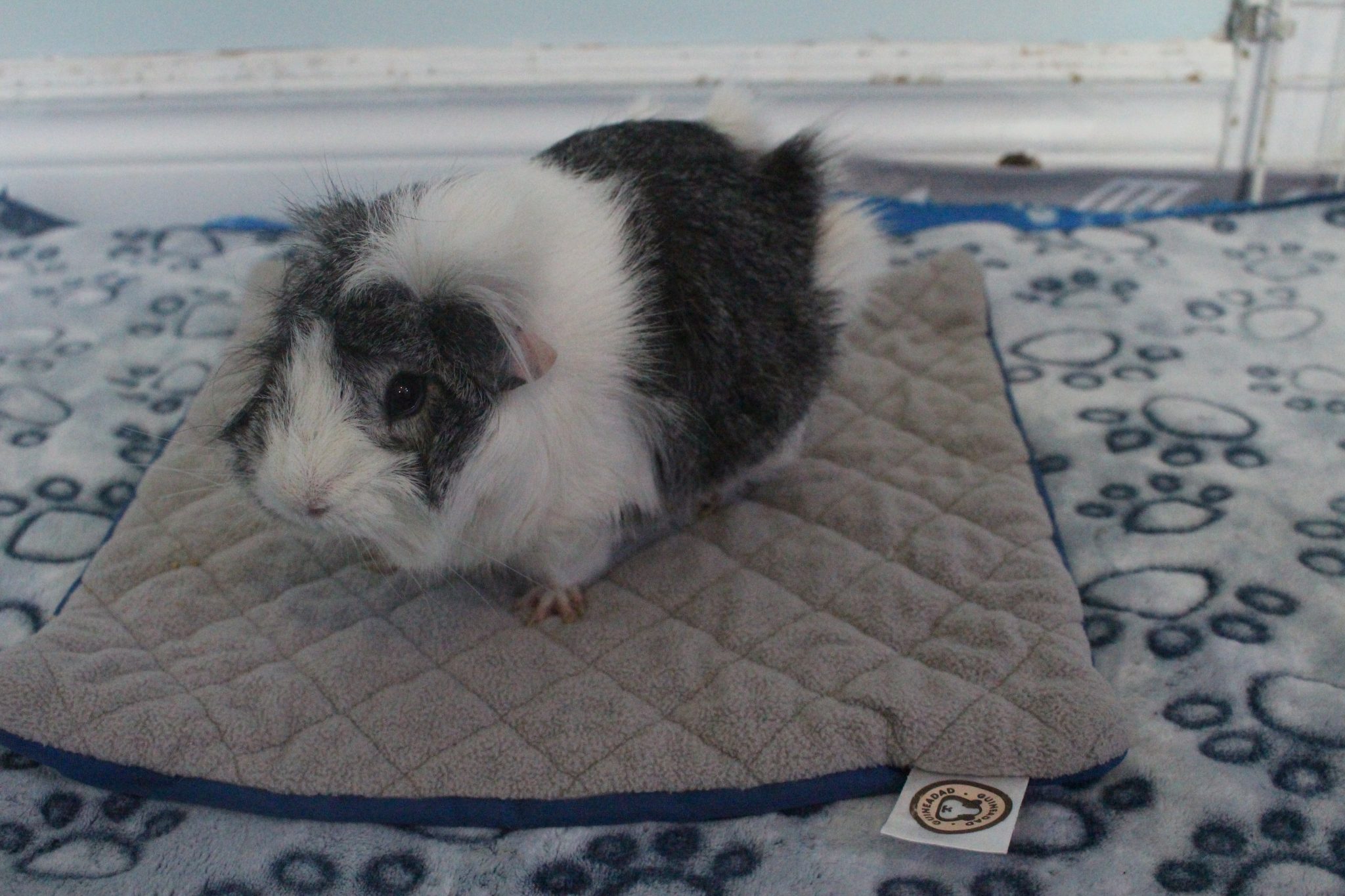 New Guinea Pig Supply Checklist (Things You Need For A New Guinea Pig