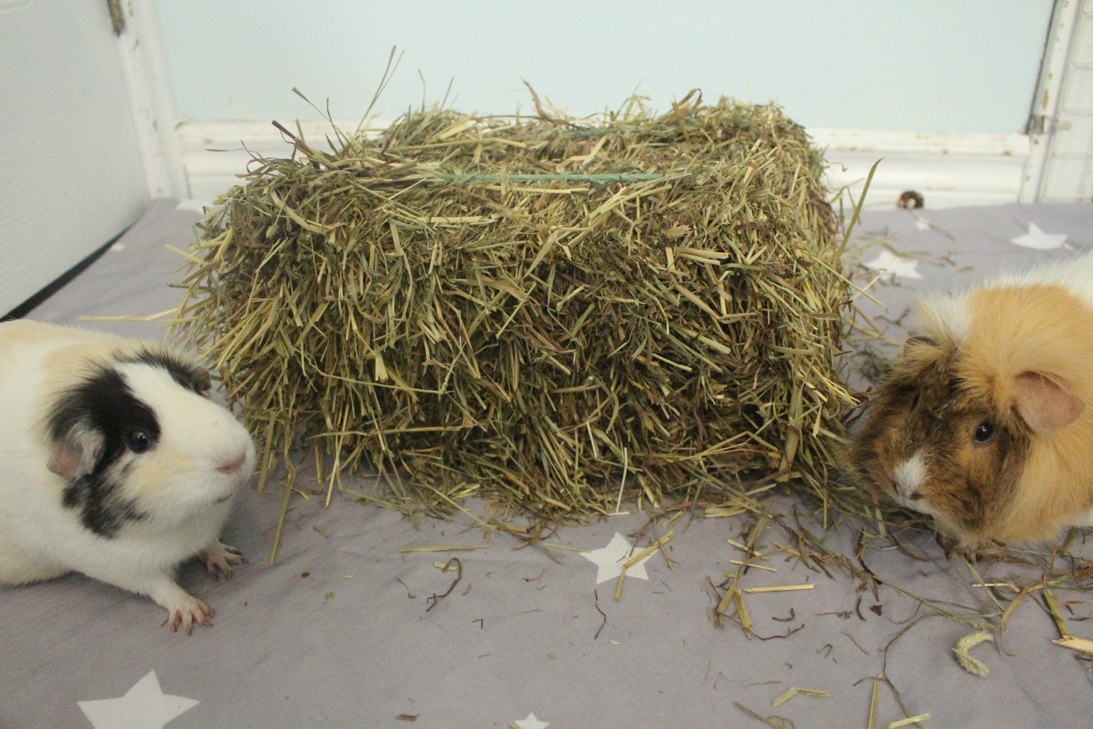 Photo inspiration: Gallery Detail: Best Type Of Hay For Guinea Pigs First Cut Second