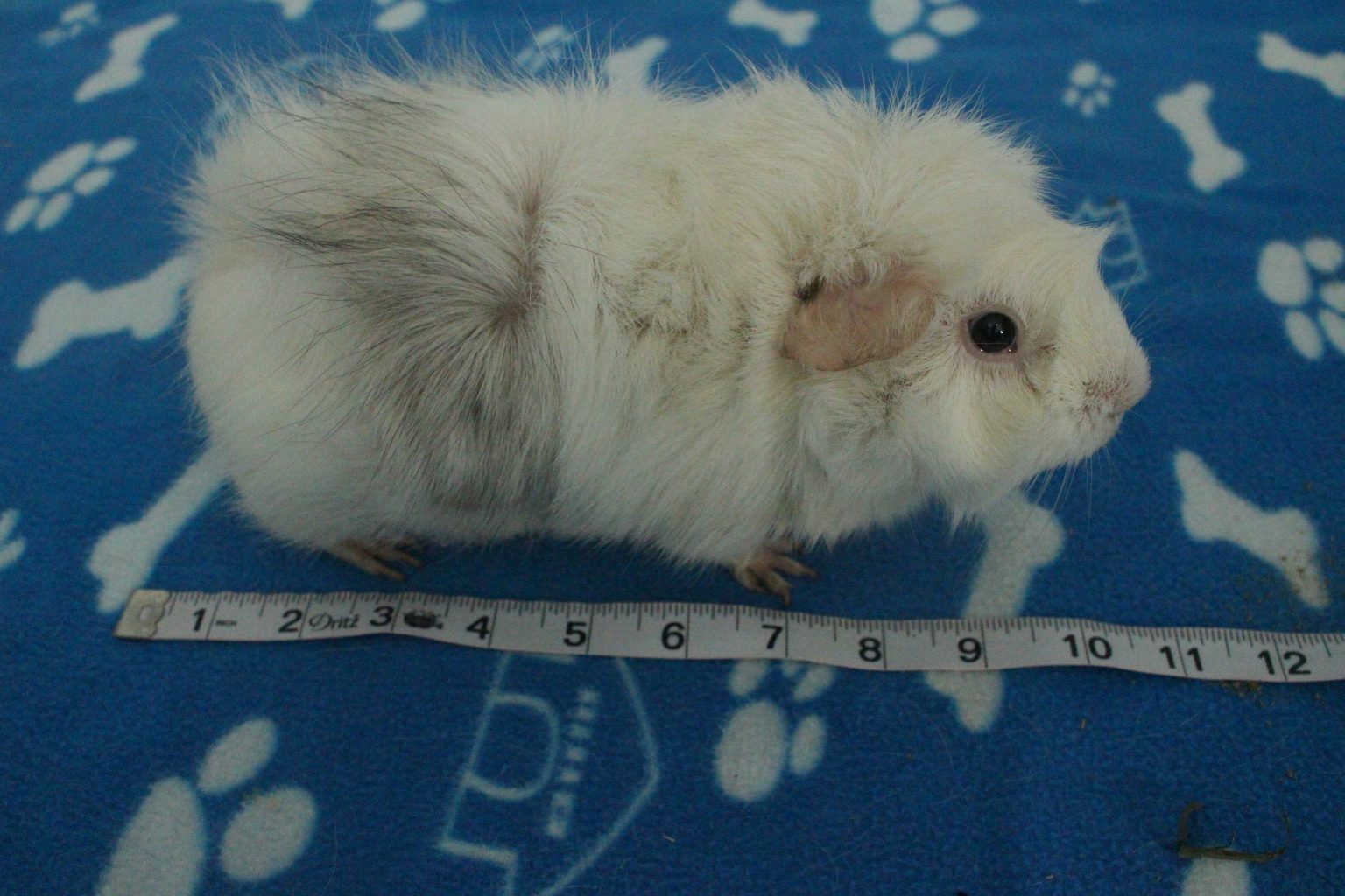 How Big Do Guinea Pigs Get? Average Size And Weight Precisely Pets