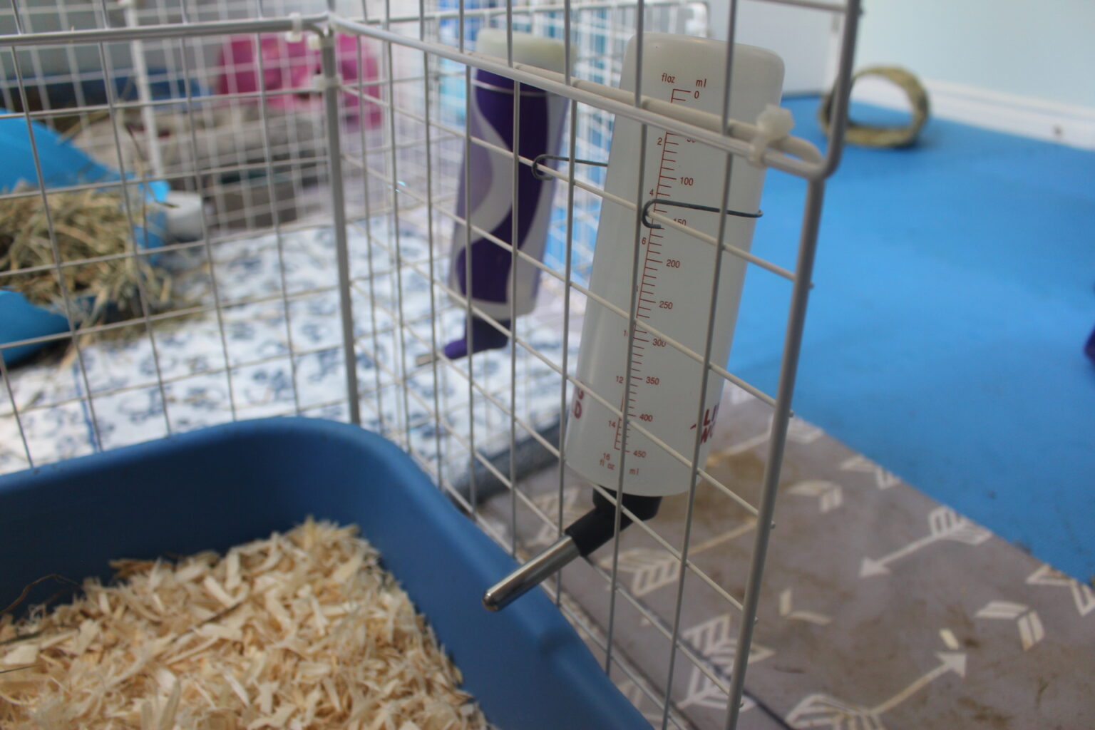 How Long Can Guinea Pigs Go Without Food And Water? Precisely Pets