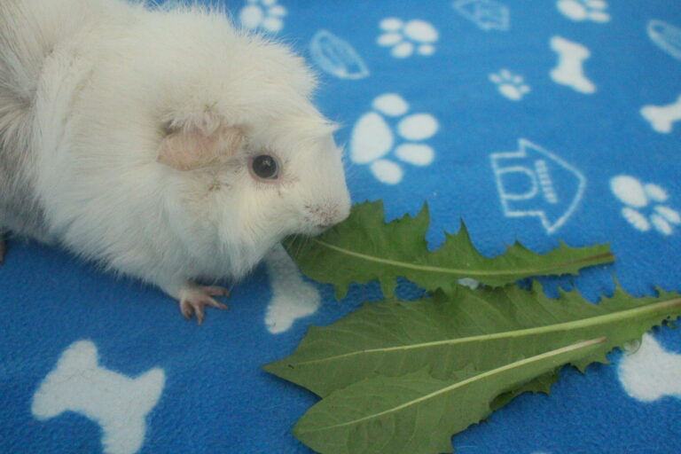 How To Comfort A Dying Guinea Pig (Signs And What To Do) Precisely Pets