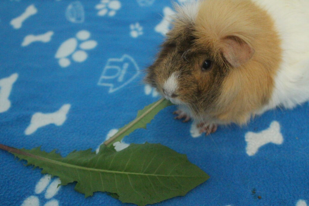 guinea pig eating dandelion stem