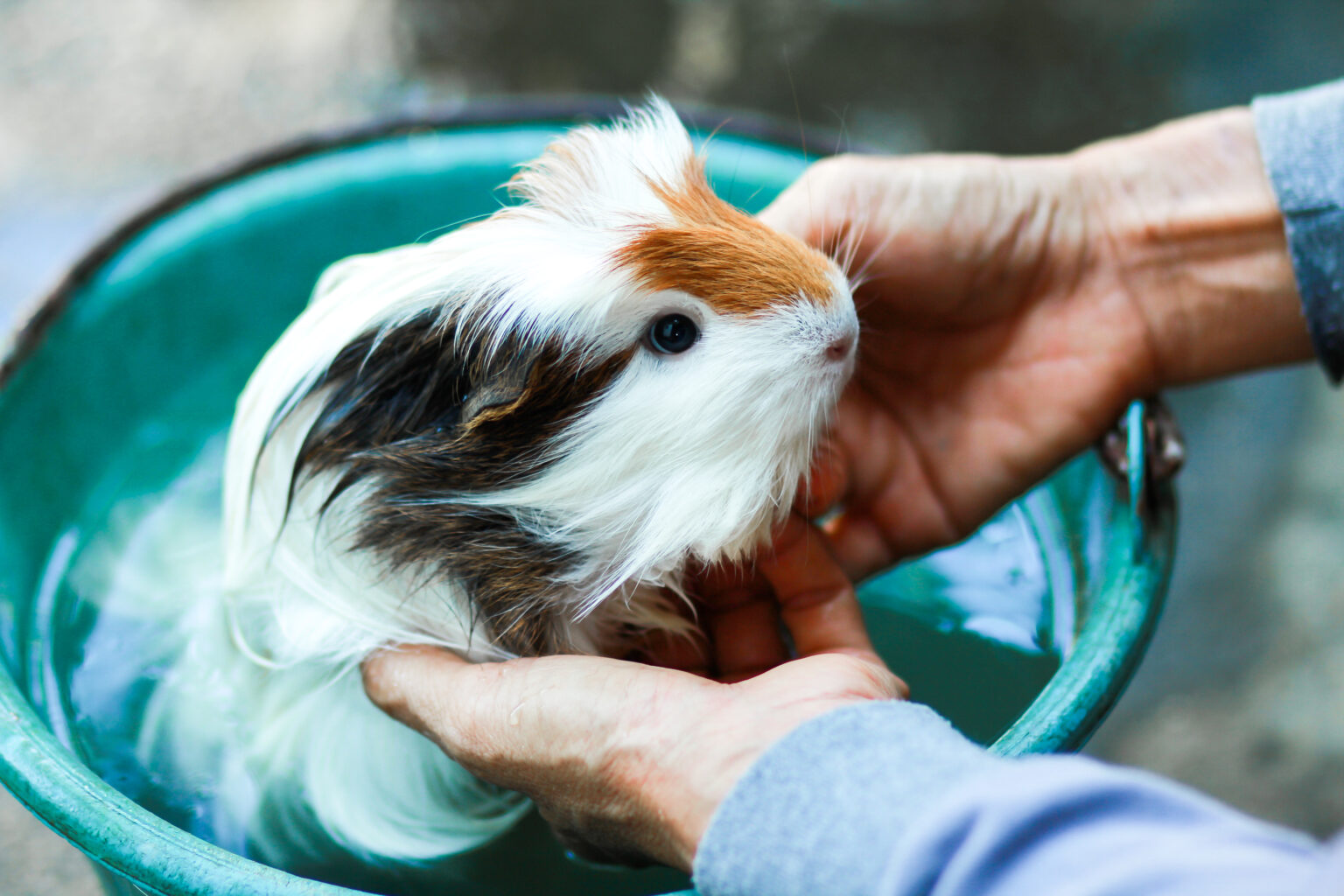 Can Guinea Pigs Swim? Is It Safe? Precisely Pets
