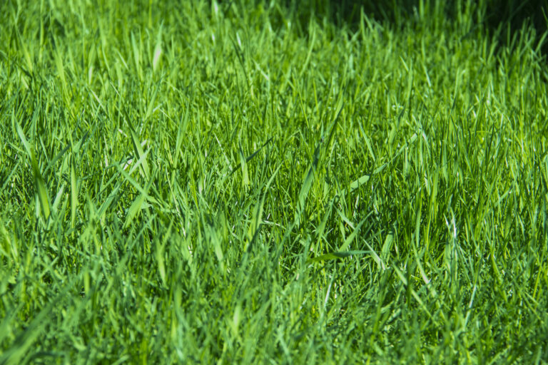 Can Large Breeds Eat Cooked Fresh Grass photo