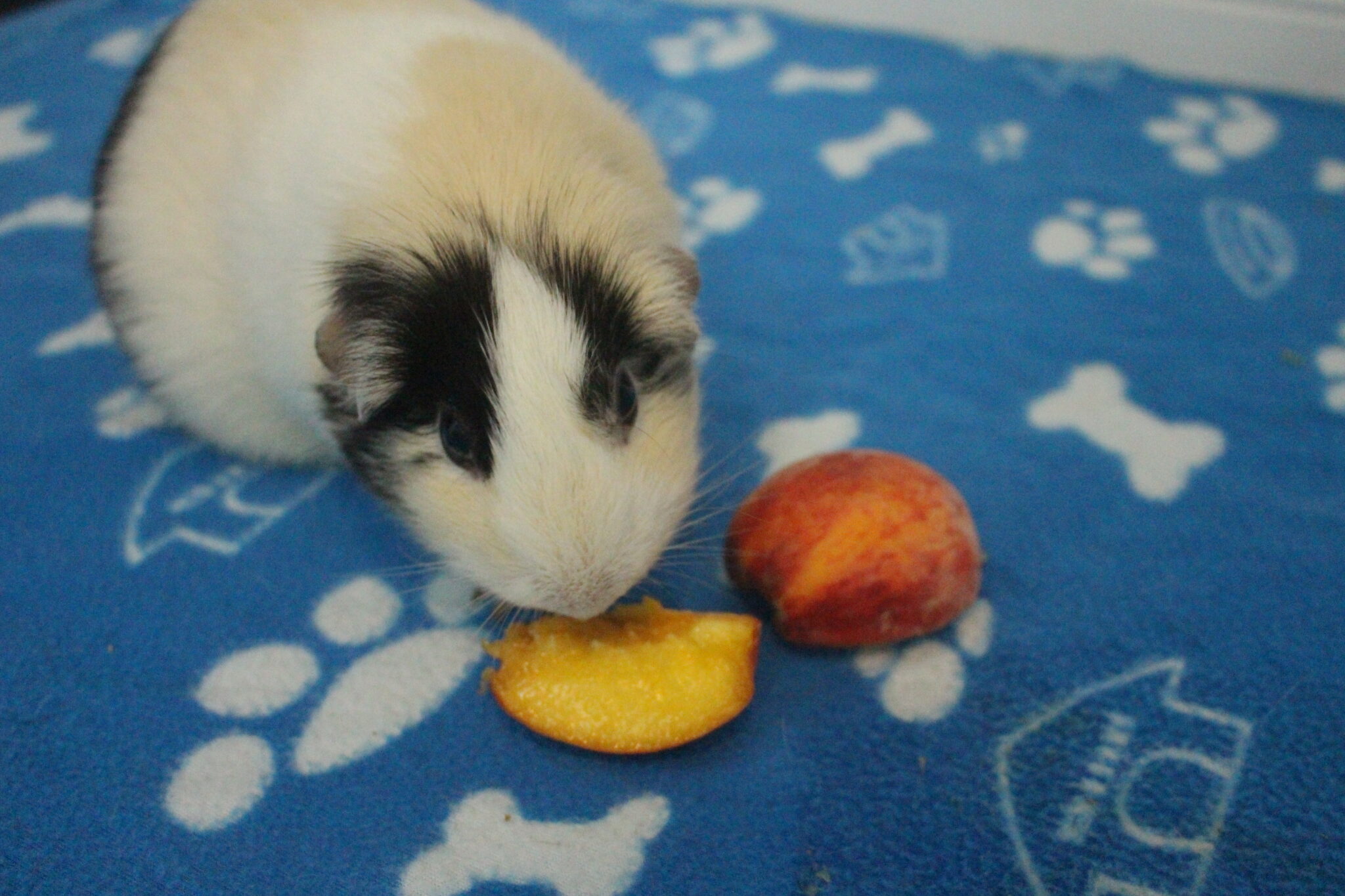 Can Guinea Pigs Eat Peaches And Nectarines? (How Much Is Safe