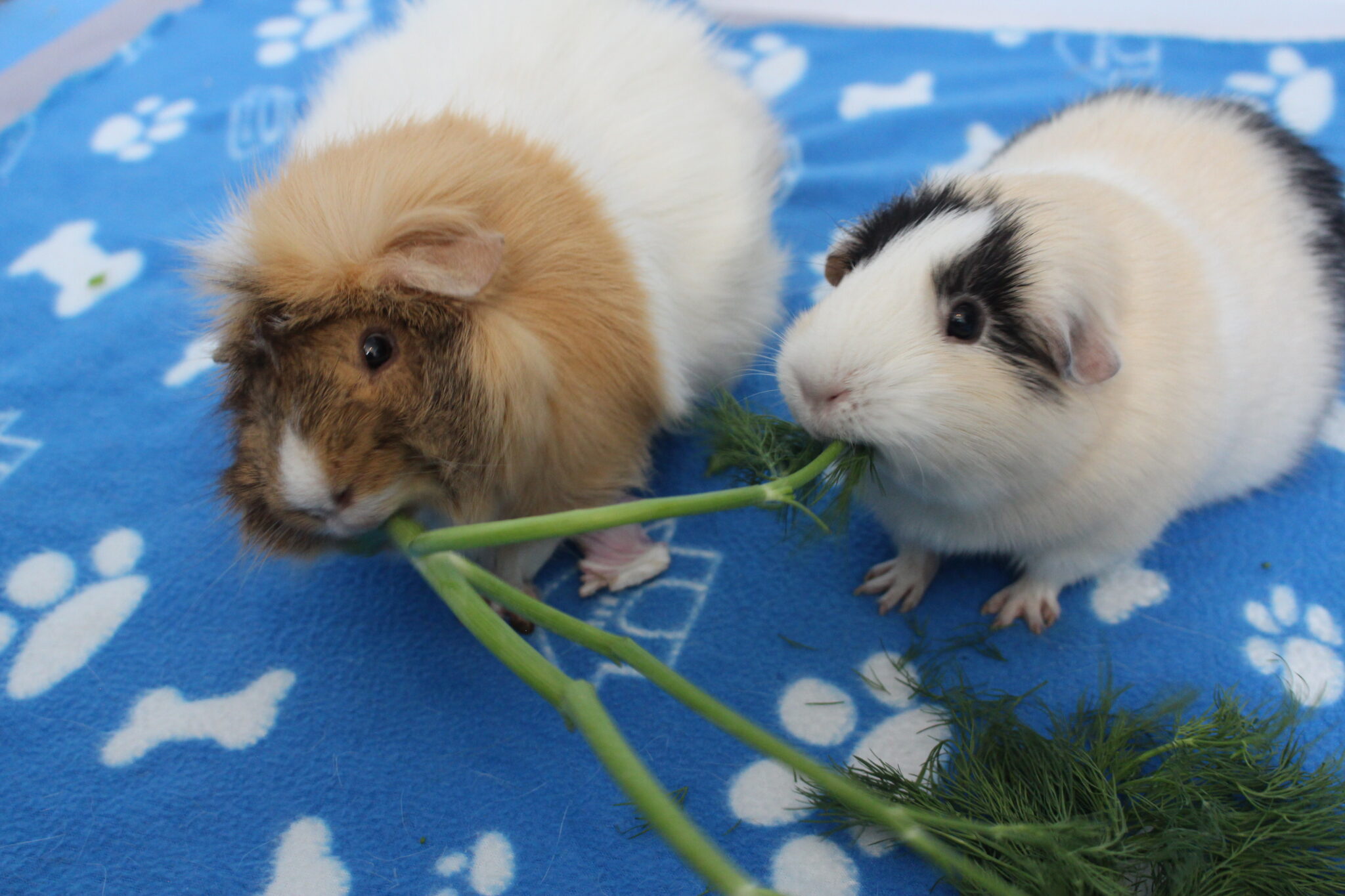 7 Signs Your Guinea Pig Is In Heat (How To Tell Through Behavior