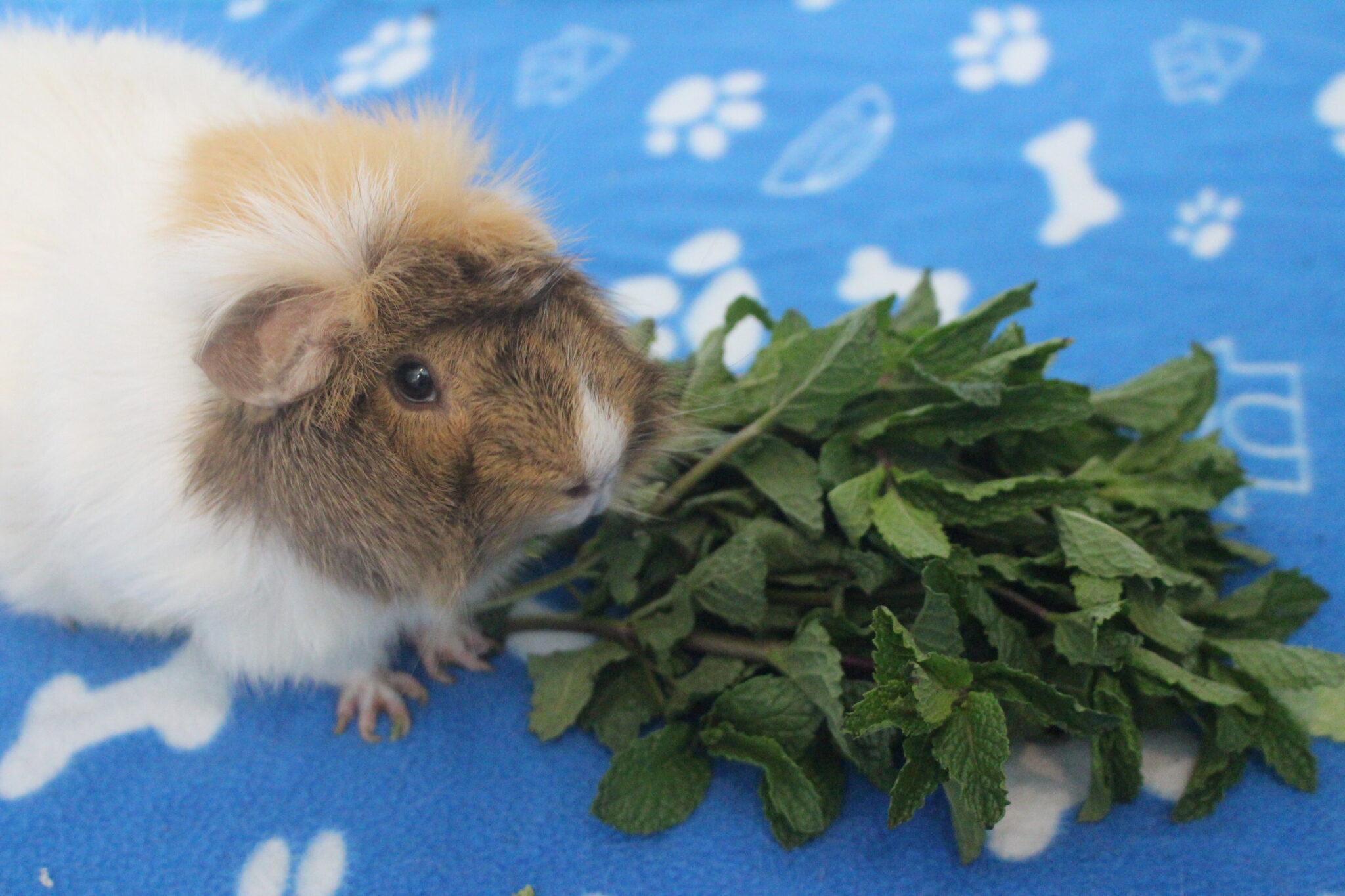 Can Guinea Pigs Eat Mint Leaves? (How Much Is Safe?) Precisely Pets