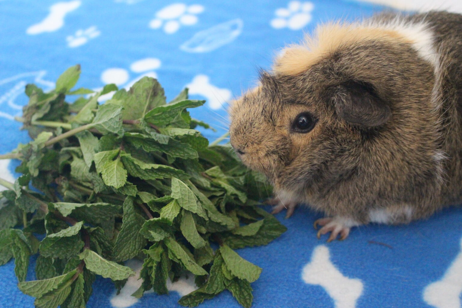 Can Guinea Pigs Eat Mint Leaves? (How Much Is Safe?) Precisely Pets