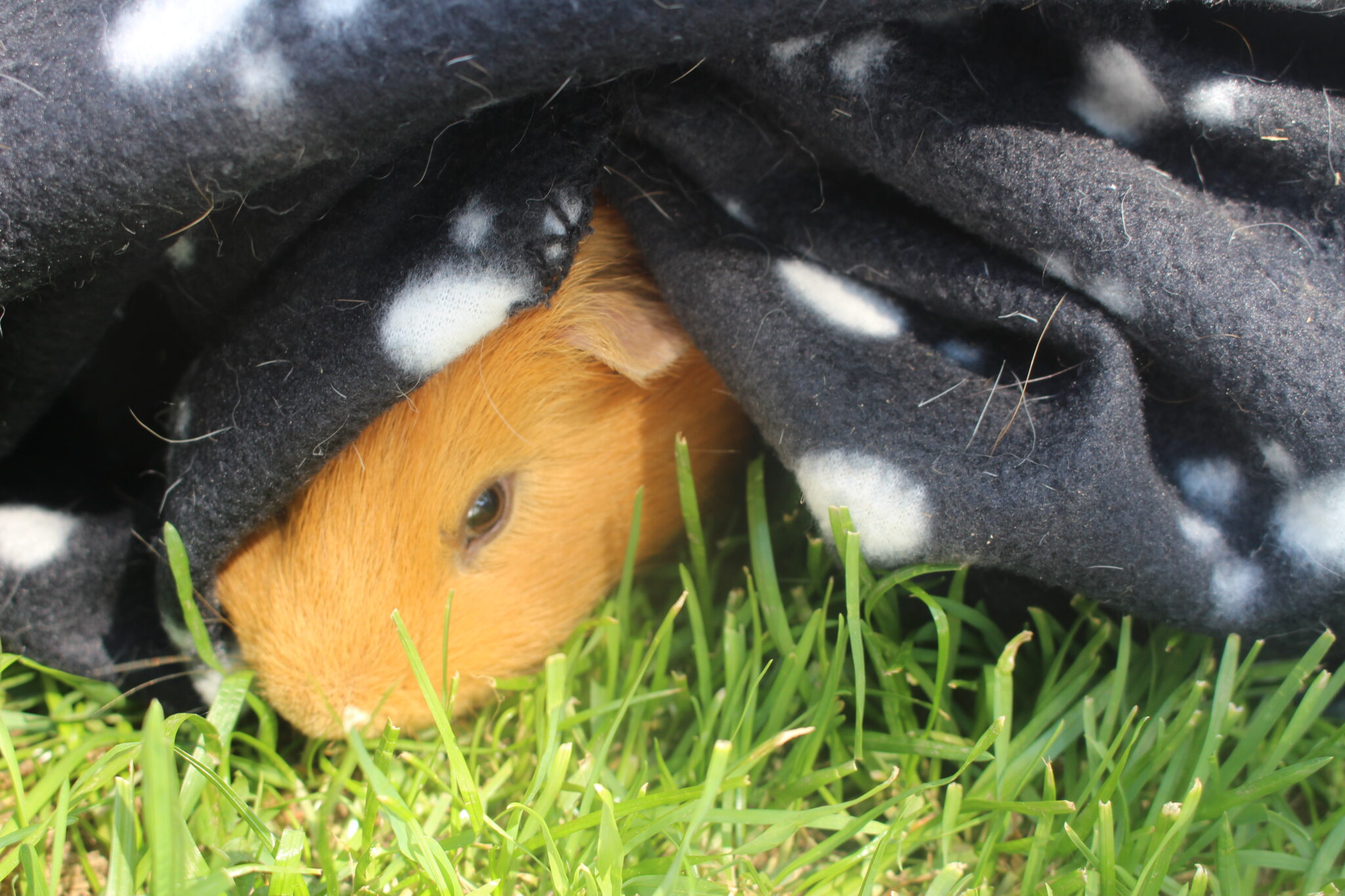 15 Signs Of Pain In Guinea Pigs (Some Are Subtle!) Precisely Pets