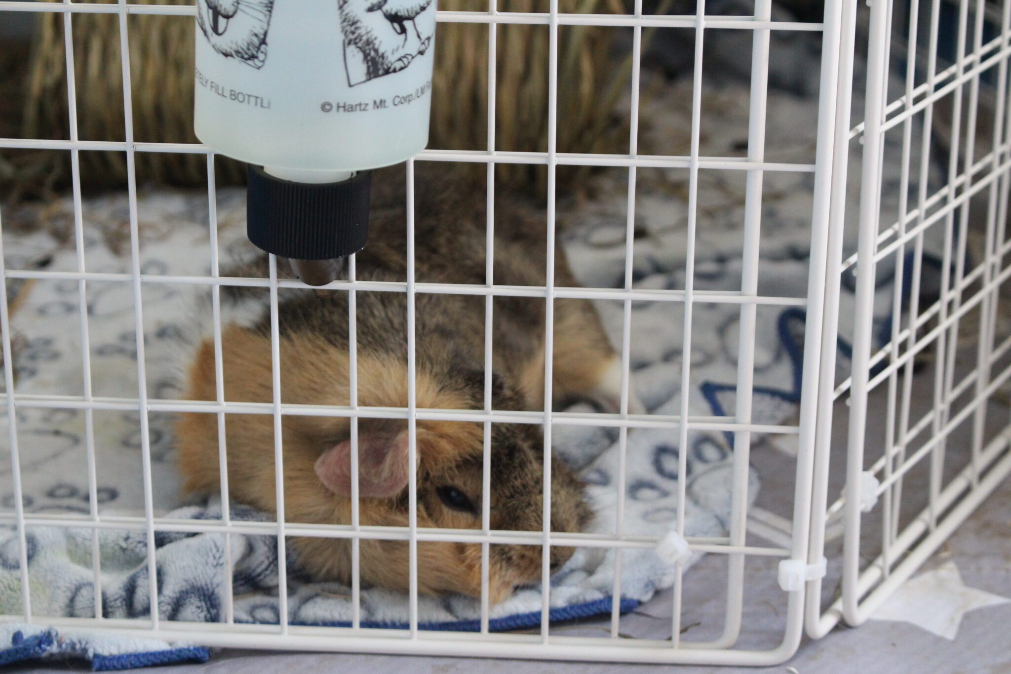 Image showcasing 10 Signs Of Old Age In Guinea Pigs (How To Tell When Your Piggy Is A ...