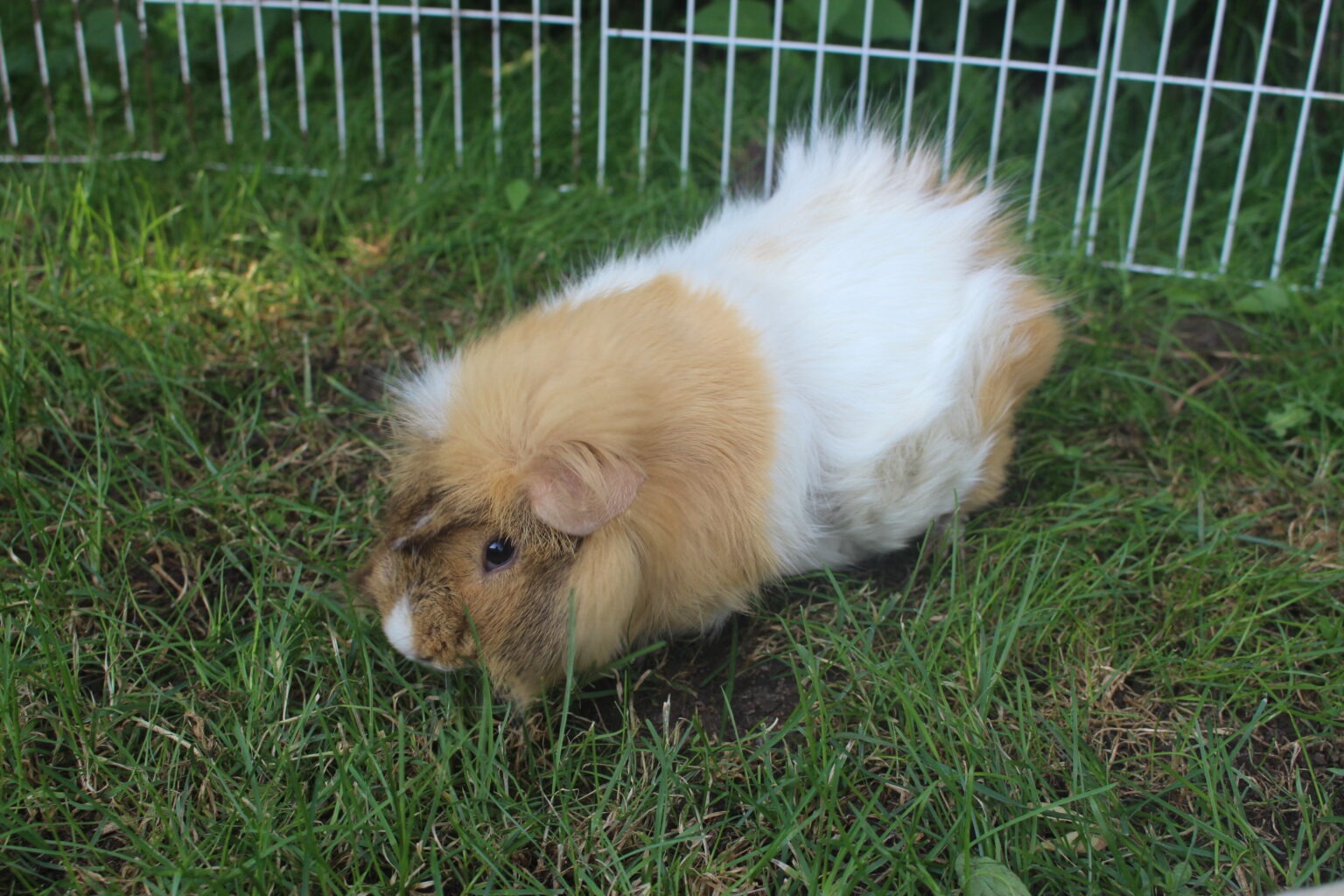 Can Guinea Pigs Throw Up? (Reasons For Regurgitation, Drooling, Mucus