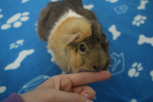 Are Guinea Pig Bites Dangerous? Can They Make You Sick? - Precisely Pets