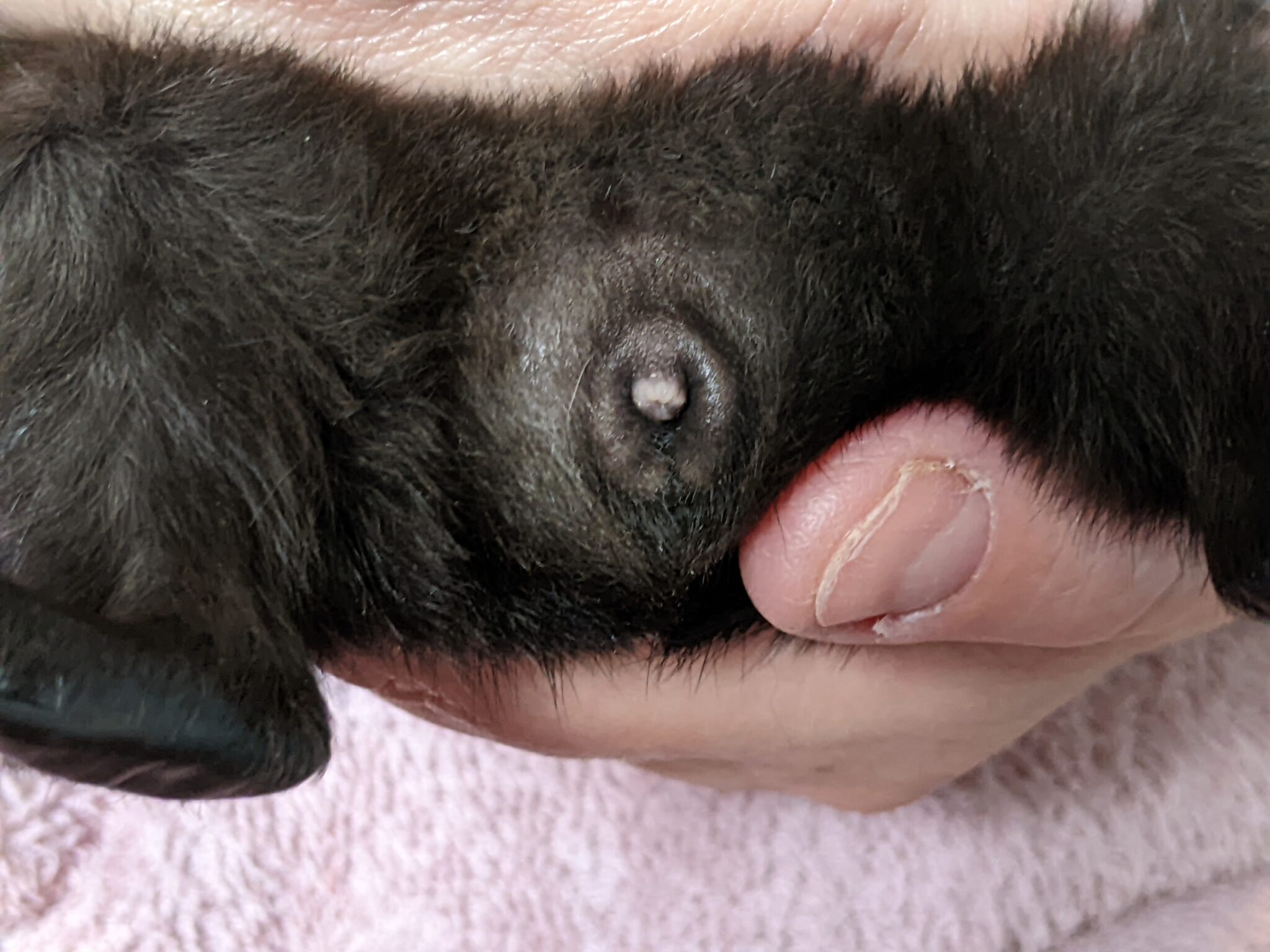 How To Tell Your Guinea Pig's Gender (With Photos) Precisely Pets