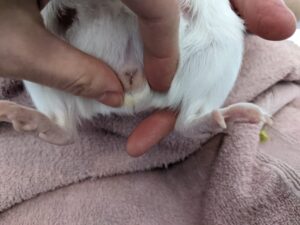 How To Tell Your Guinea Pig's Gender (With Photos) - Precisely Pets