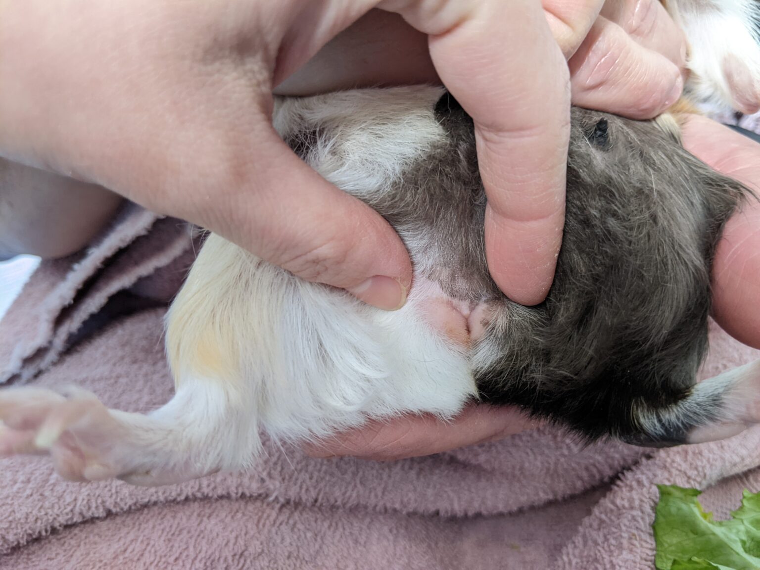How To Tell Your Guinea Pig