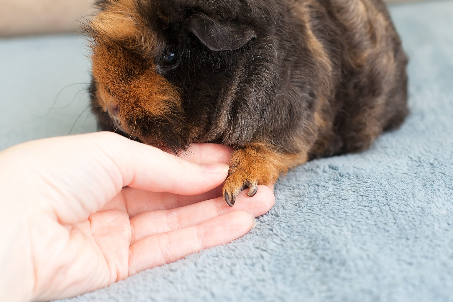 Do Guinea Pigs Bite? And How Hard Can They Bite? - Precisely Pets