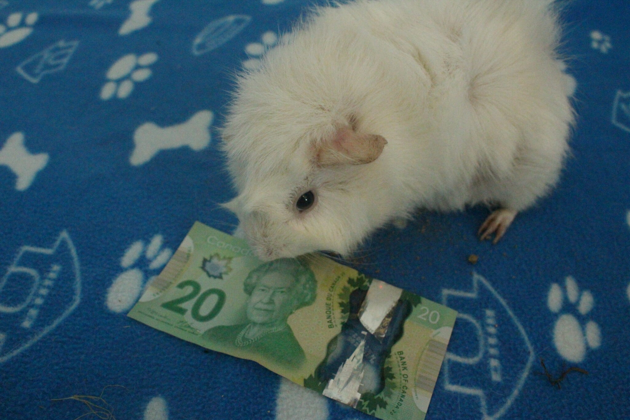 How Much Do Guinea Pigs Cost? Monthly And Yearly Averages Precisely Pets